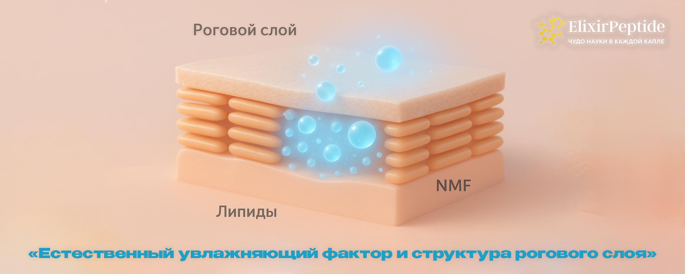 Естественный увлажняющий фактор и структура рогового слоя