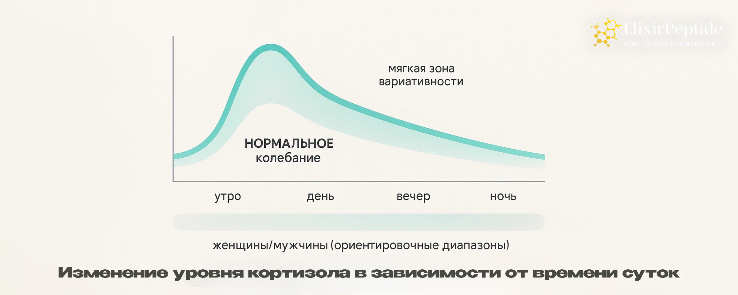 Изменение уровня кортизола в зависимости от времени суток