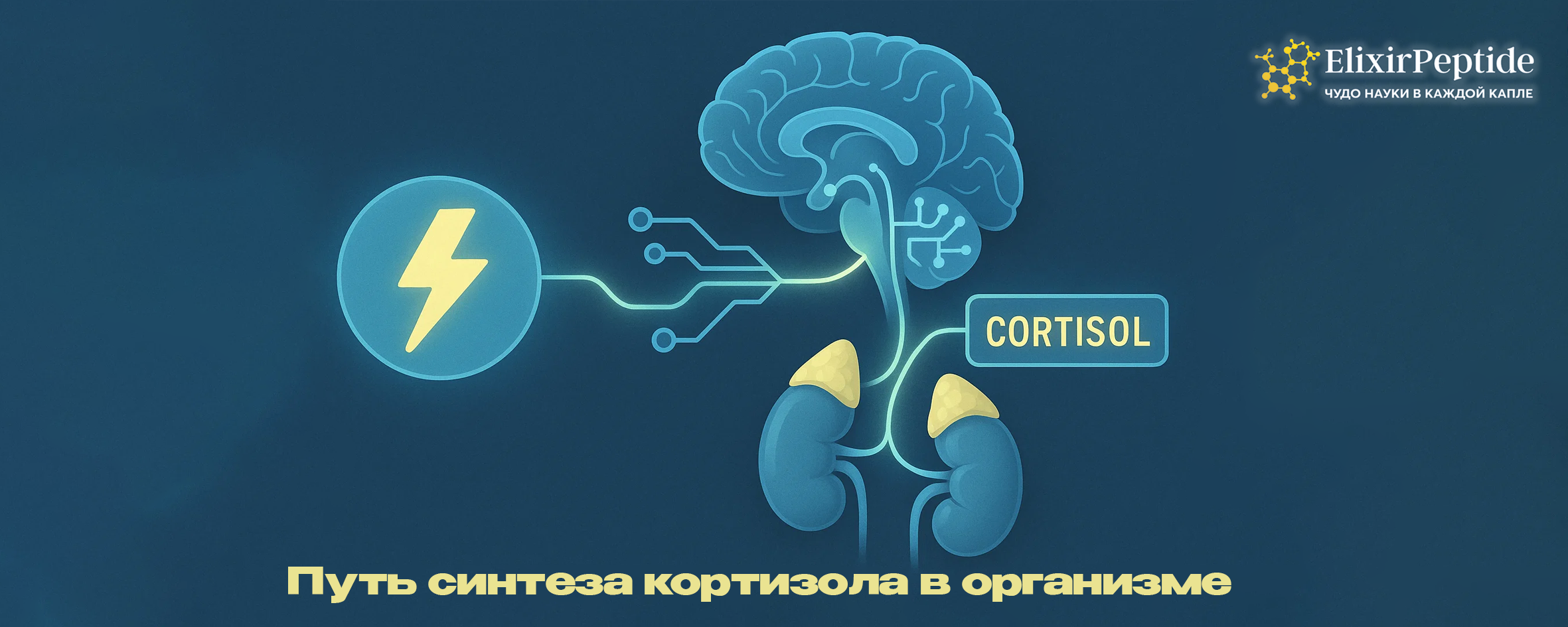 Как активируется кортизол в момент нагрузки