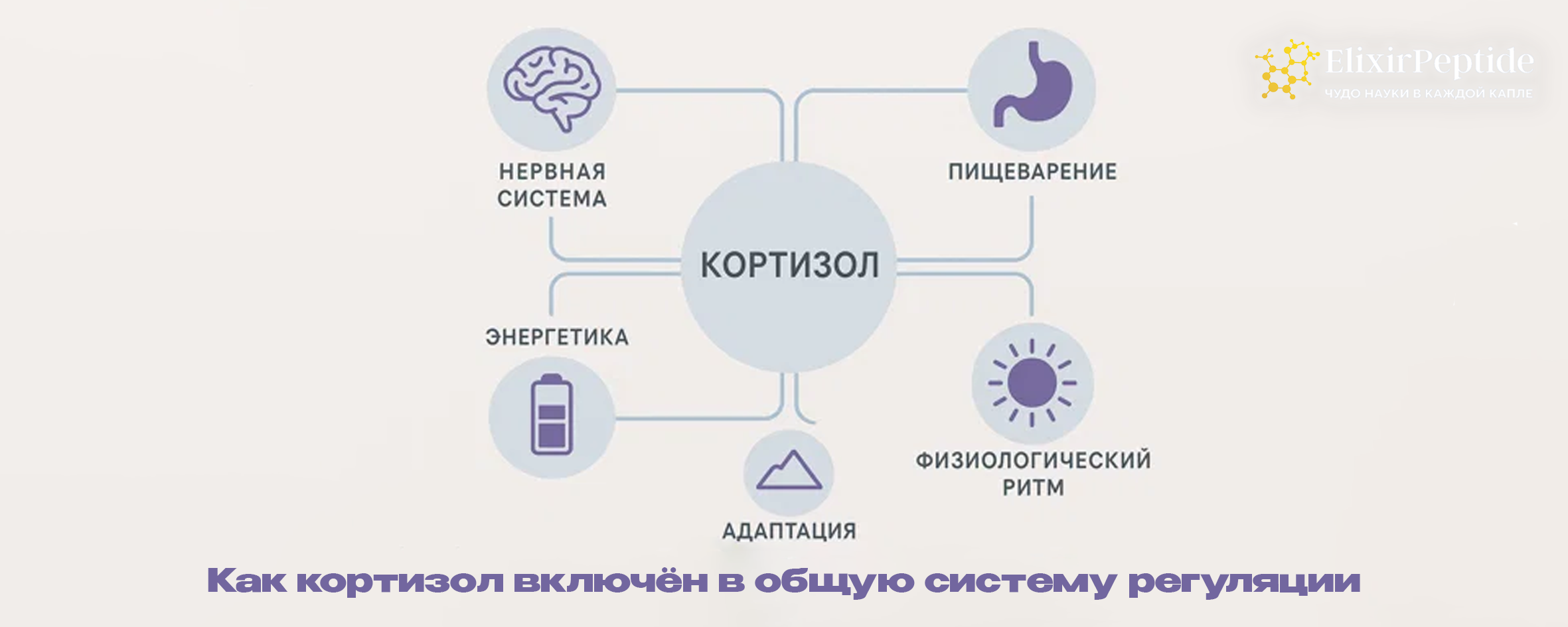 Как кортизол включён в общую систему регуляции
