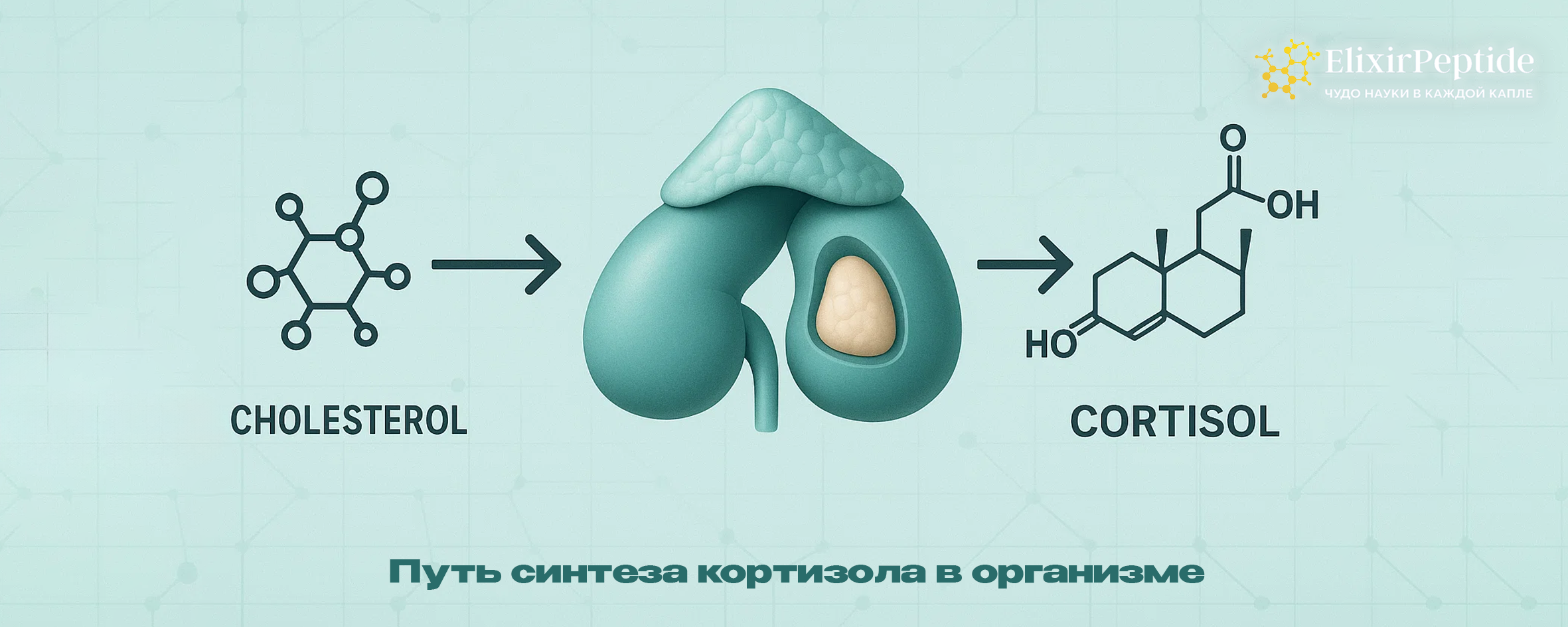 Путь синтеза кортизола в организме
