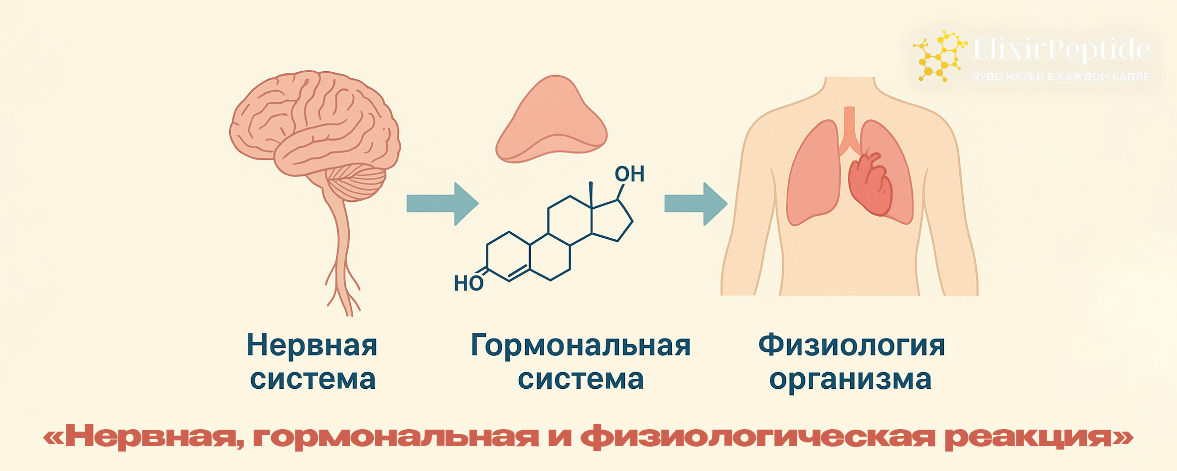 Нервная, гормональная и физиологическая реакция