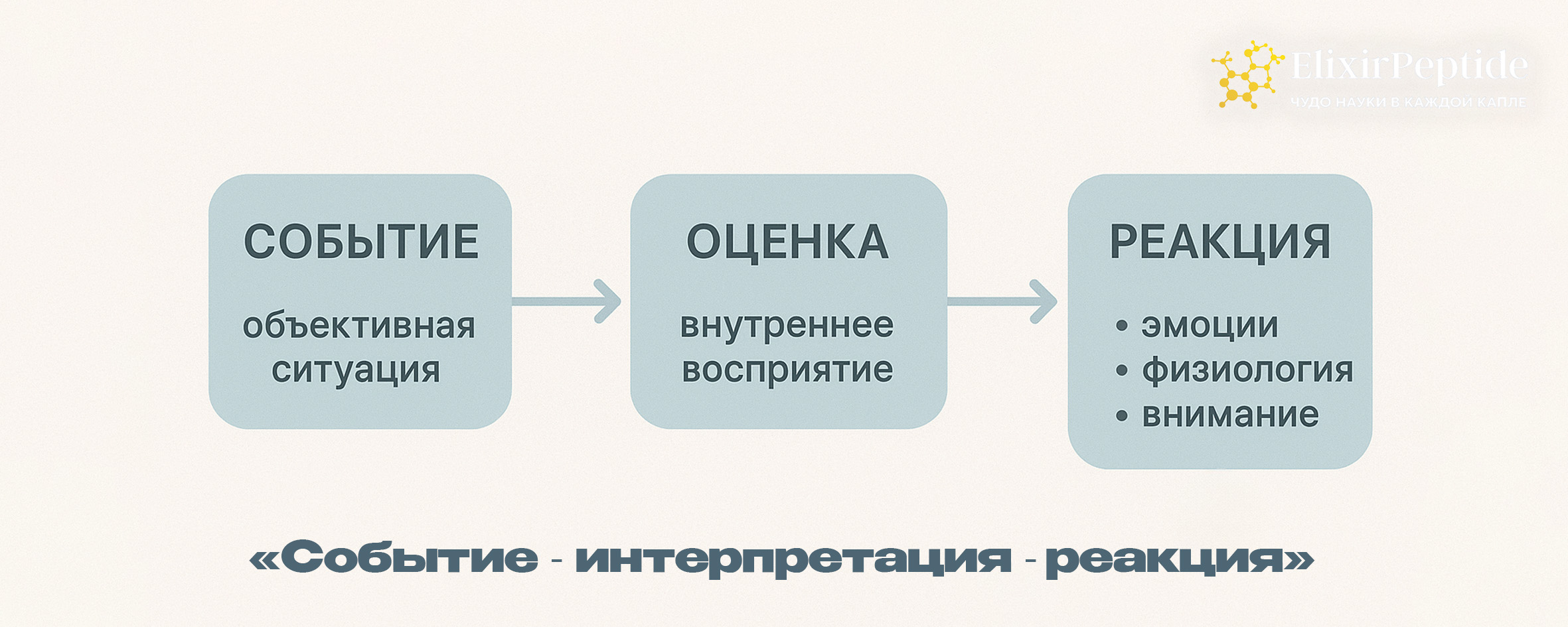 Событие → интерпретация → реакция