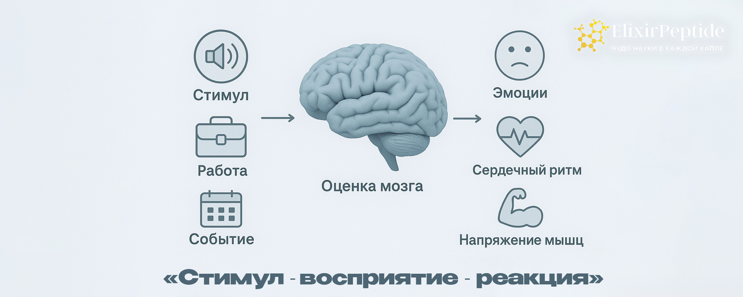 Стимул → восприятие → реакция