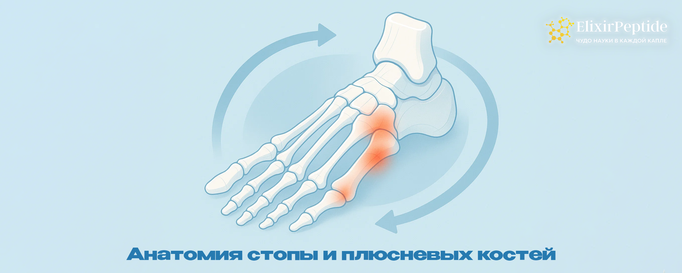 Анатомия стопы и плюсневых костей