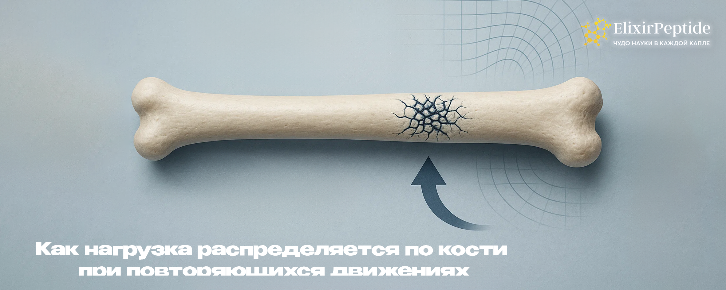 Как нагрузка распределяется по кости при повторяющихся движениях