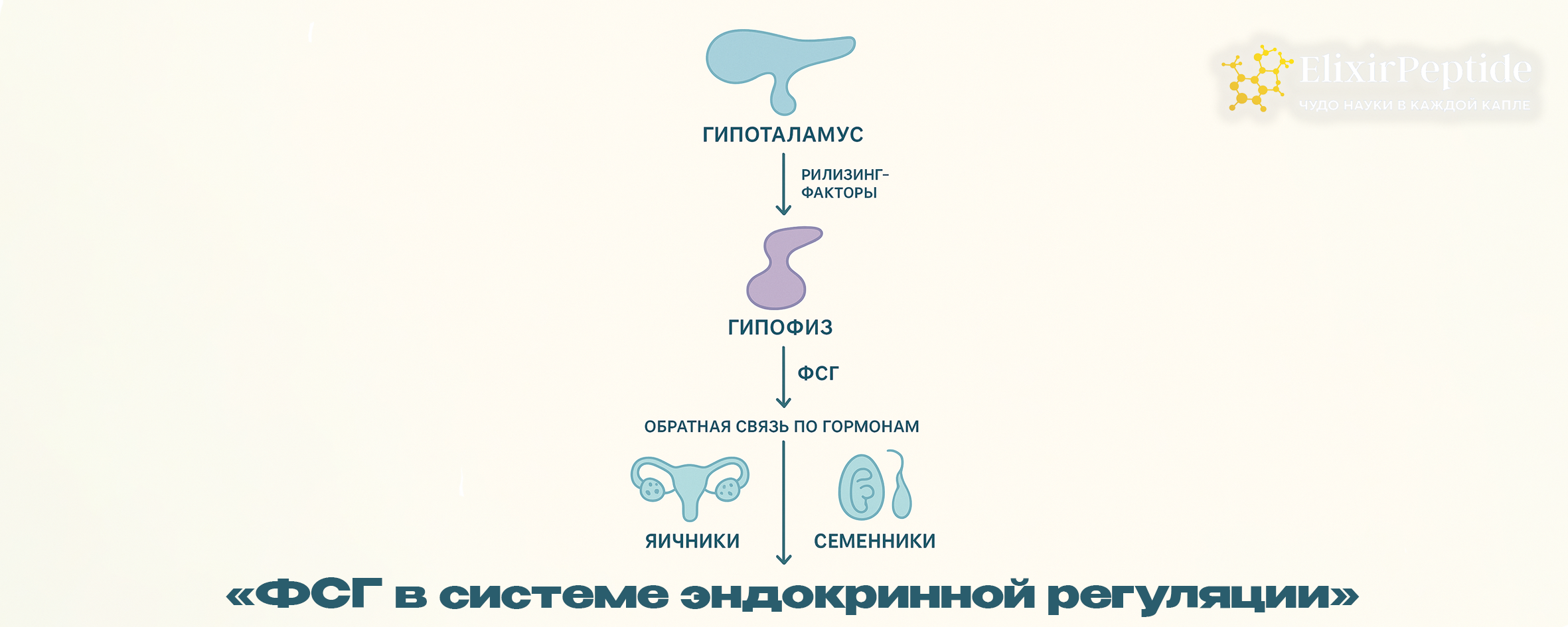 ФСГ в системе эндокринной регуляции