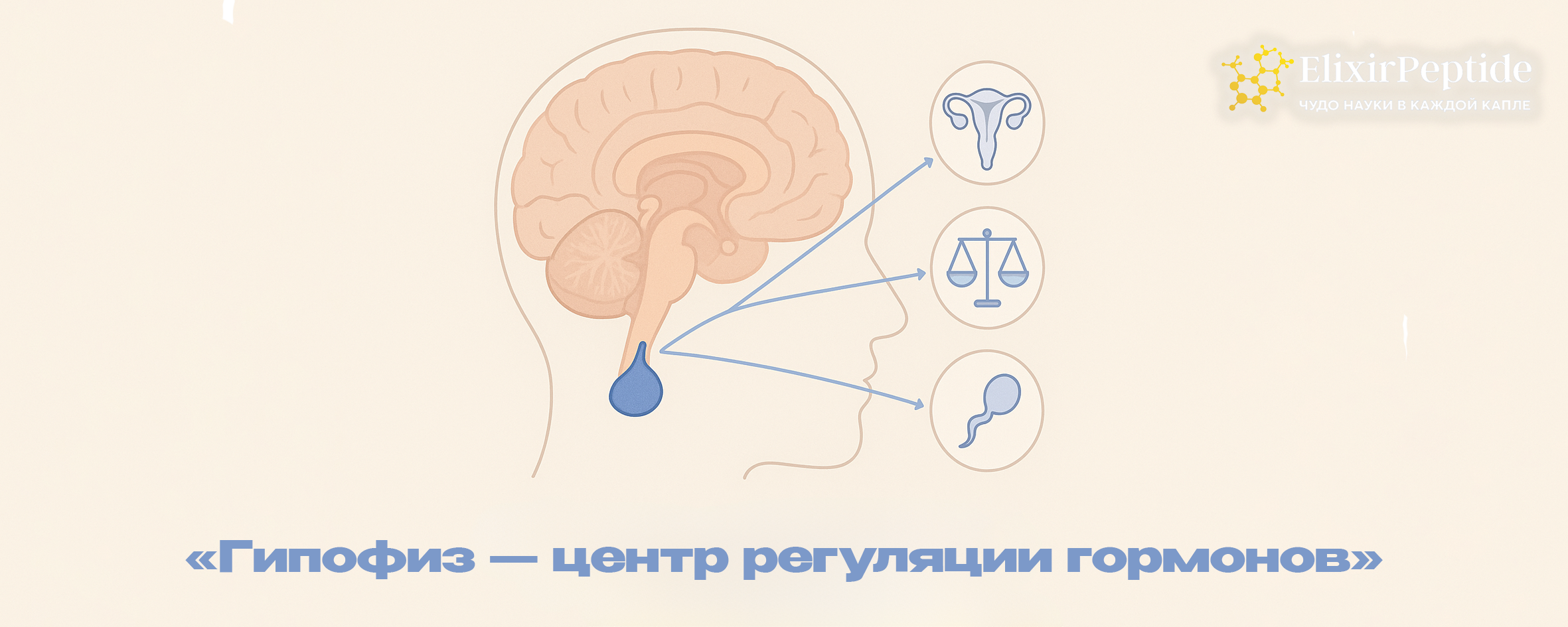 Гипофиз — центр регуляции гормонов