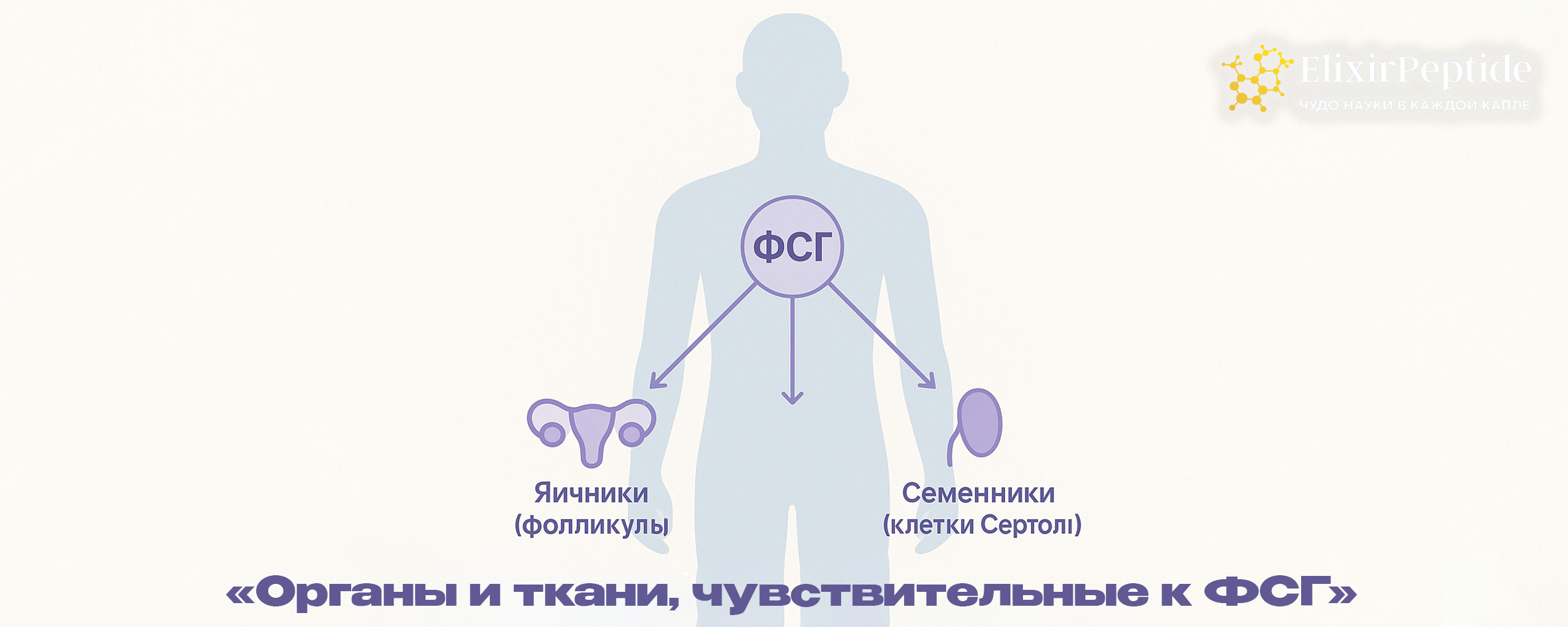 Органы и ткани, чувствительные к ФСГ
