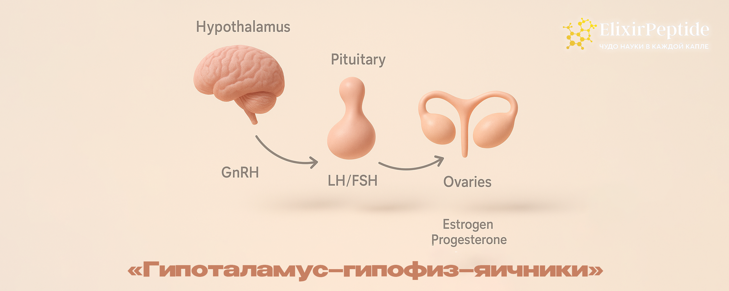 Гипоталамус–гипофиз–яичники