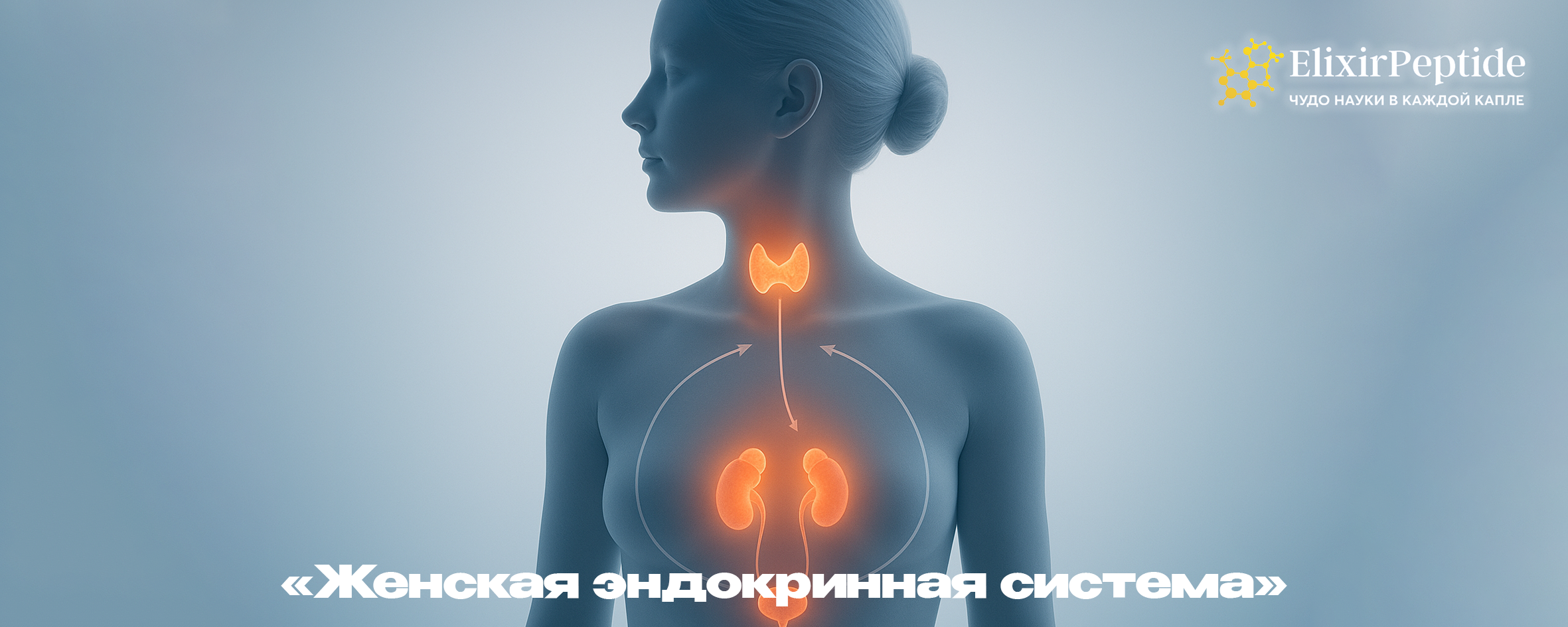 Женская эндокринная система