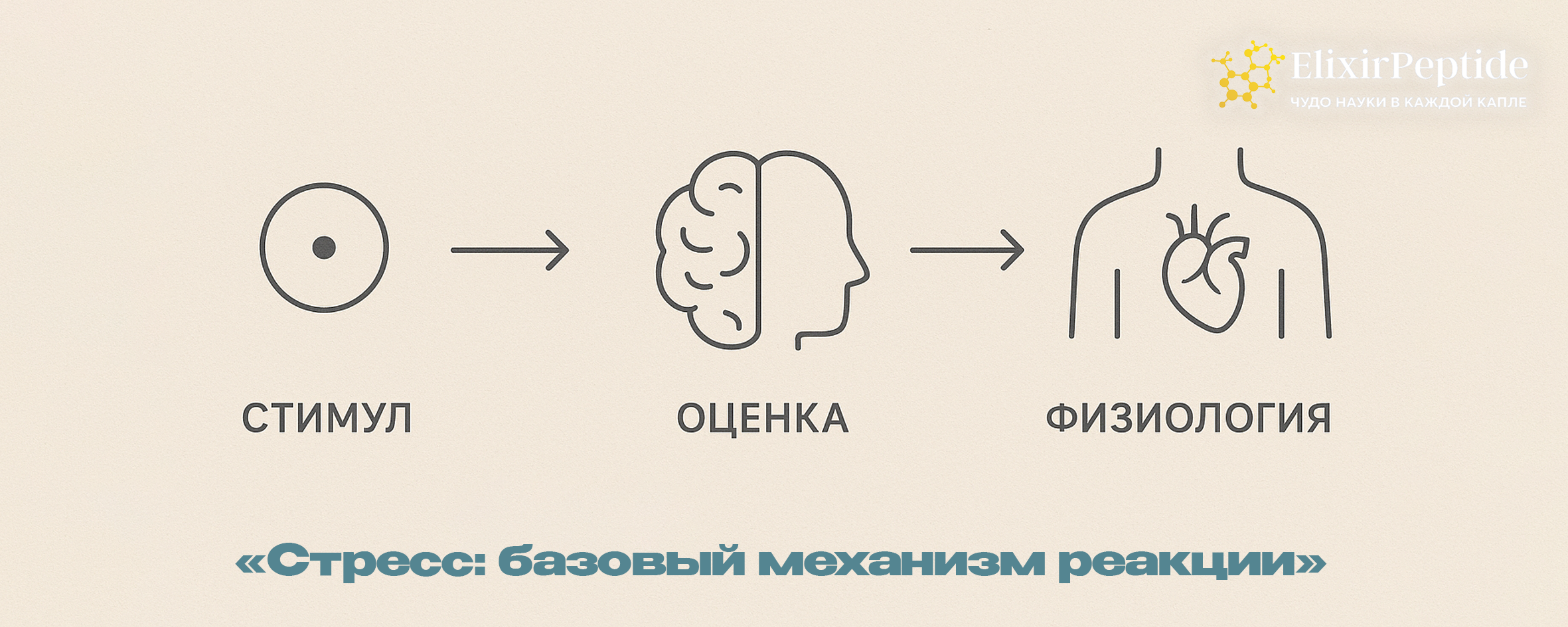Стресс: базовый механизм реакции