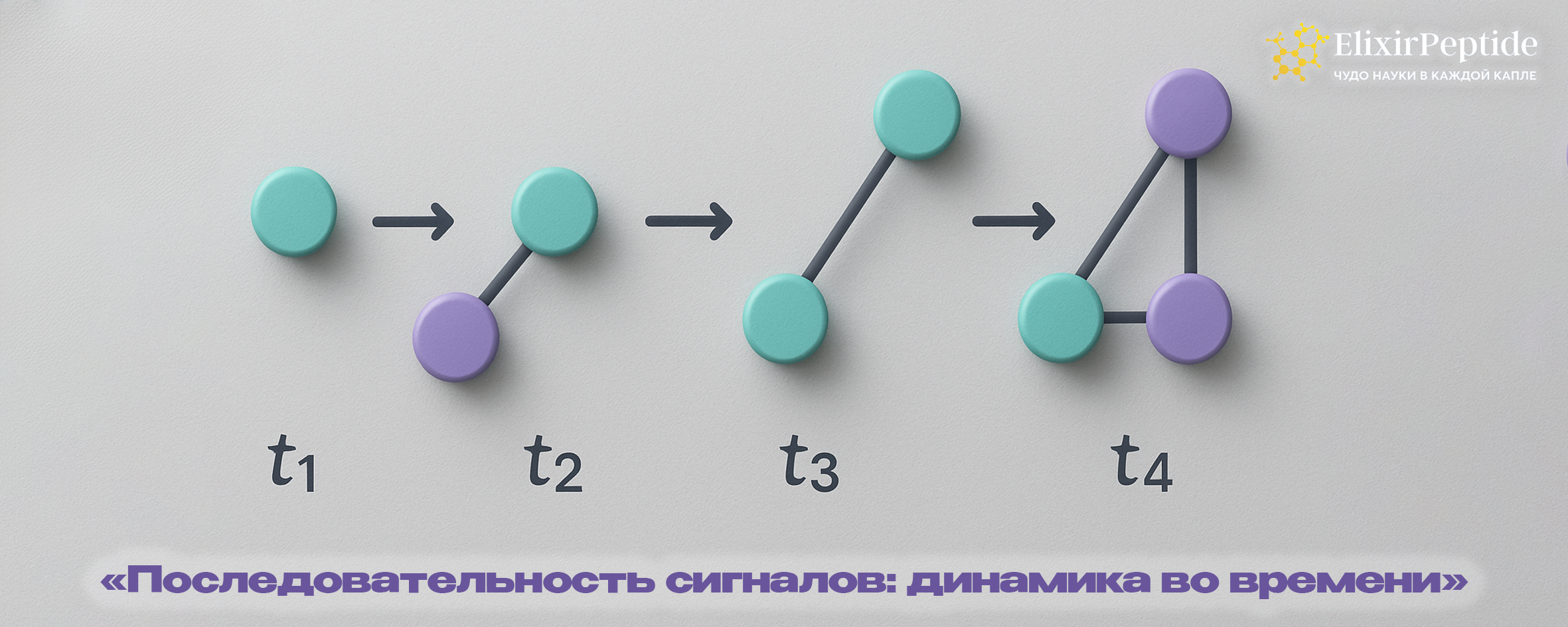 Линейная временная диаграмма из нескольких сцен, показывающая последовательность гормональных сигналов в разные моменты времени.