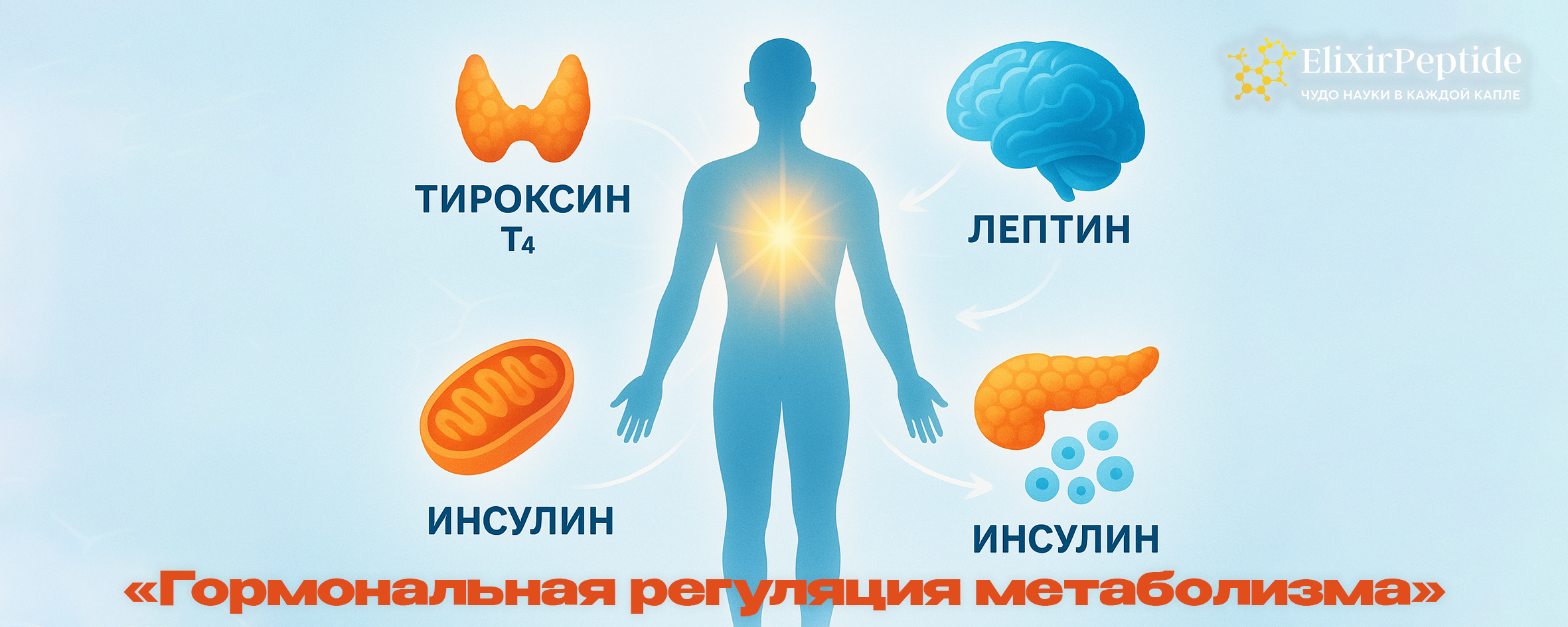 Гормональная регуляция метаболизма