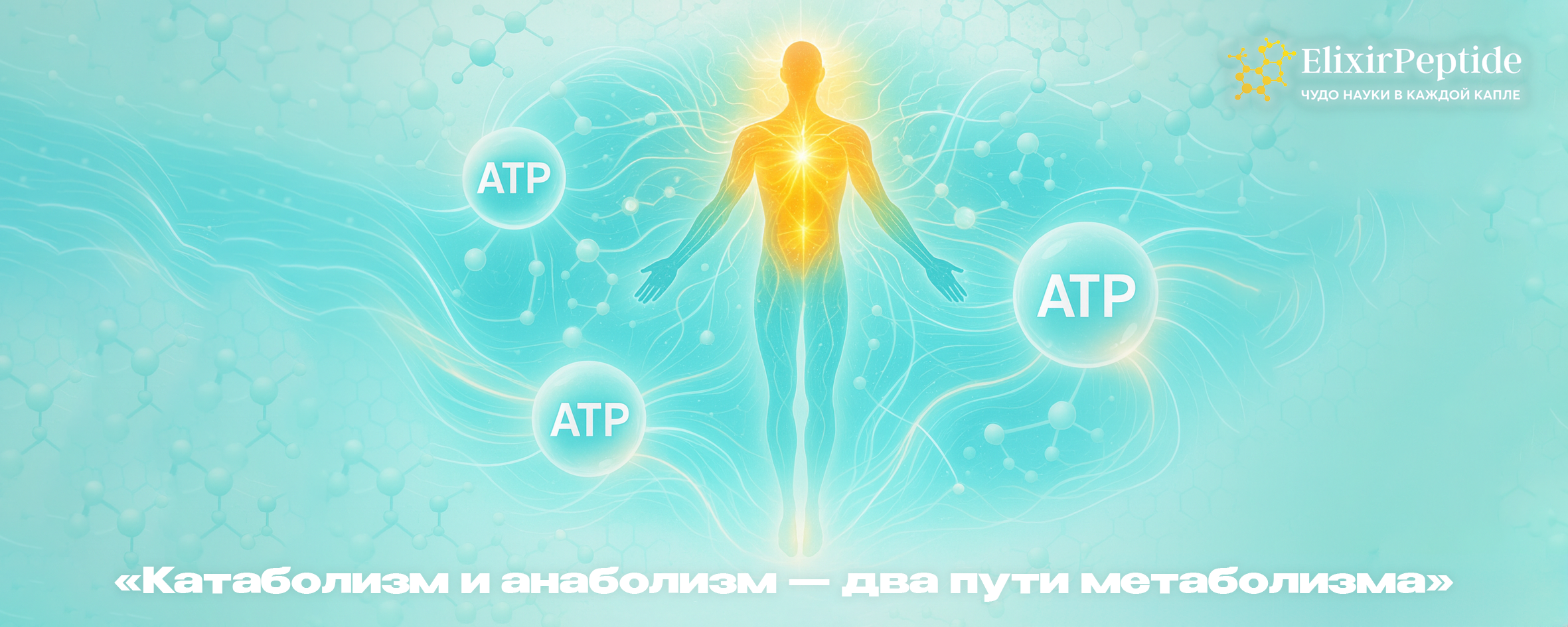 Катаболизм и анаболизм — два пути метаболизма