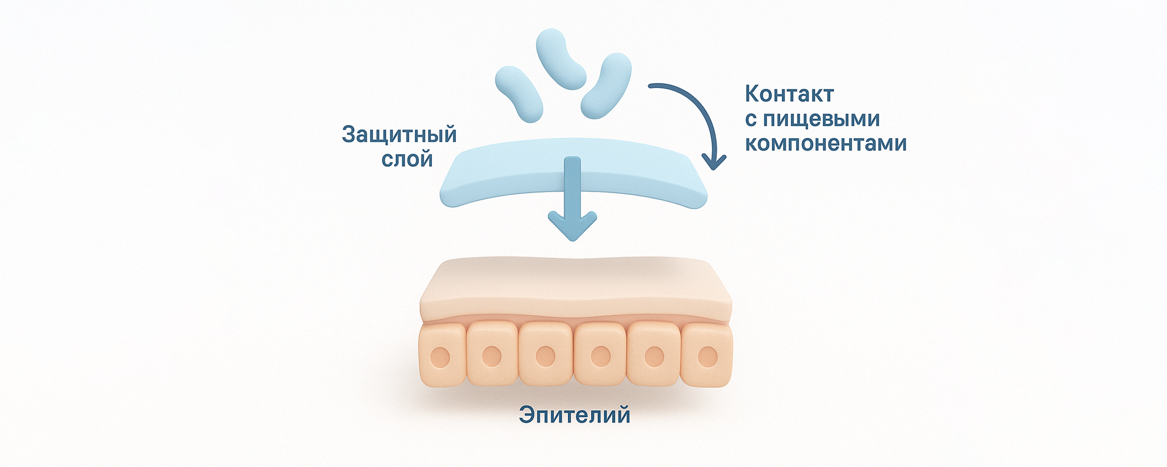 Схематичное изображение слизистой оболочки ЖКТ с защитным барьерным слоем и абстрактными стрелками взаимодействия.