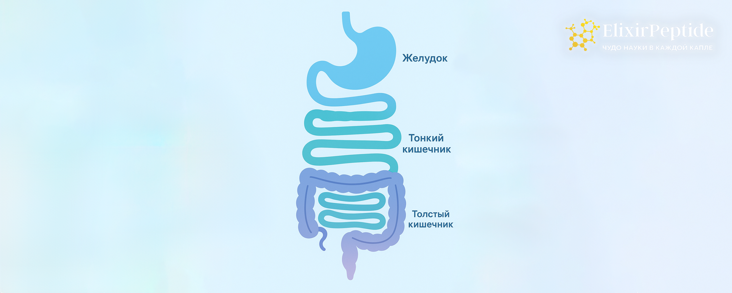 Вертикальная схема пищеварительного тракта: желудок, тонкий и толстый кишечник, соединённые стрелками.