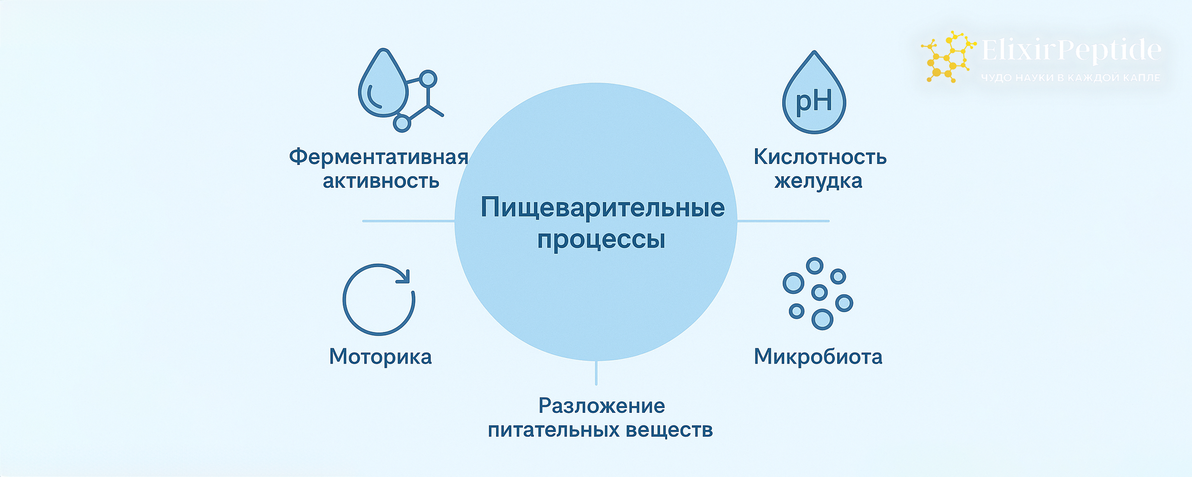 Инфографика с центральным блоком “пищеварительные процессы” и иконками ферментов, кислотности, моторики и микробиоты вокруг.