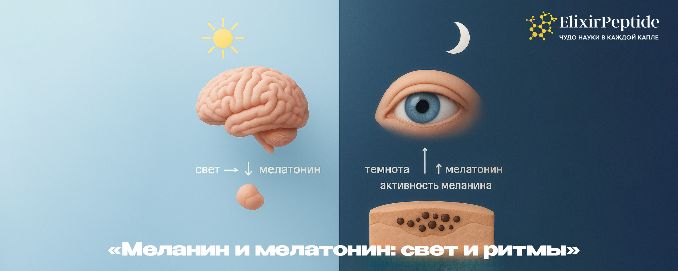 Меланин и мелатонин: свет и ритмы