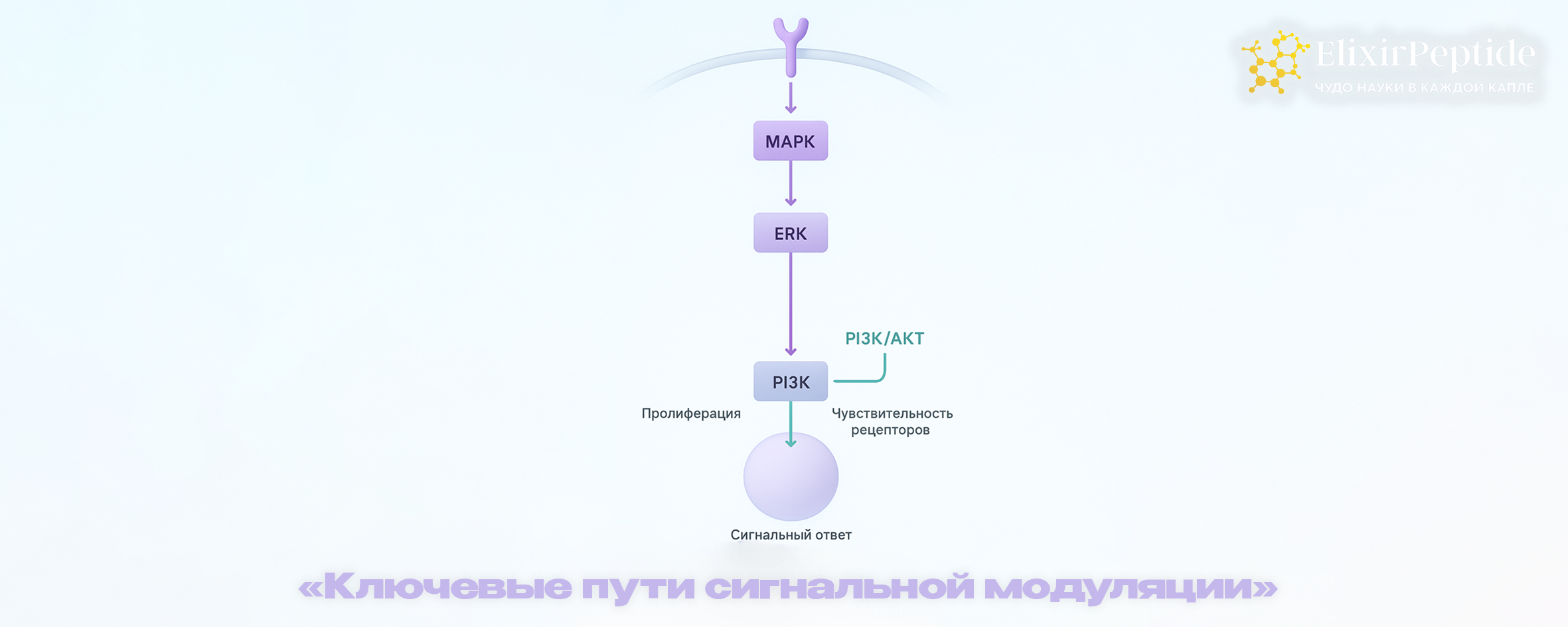 Ключевые пути сигнальной модуляции