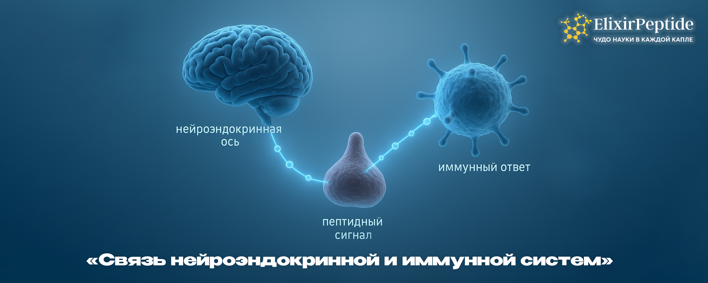 Связь нейроэндокринной и иммунной систем