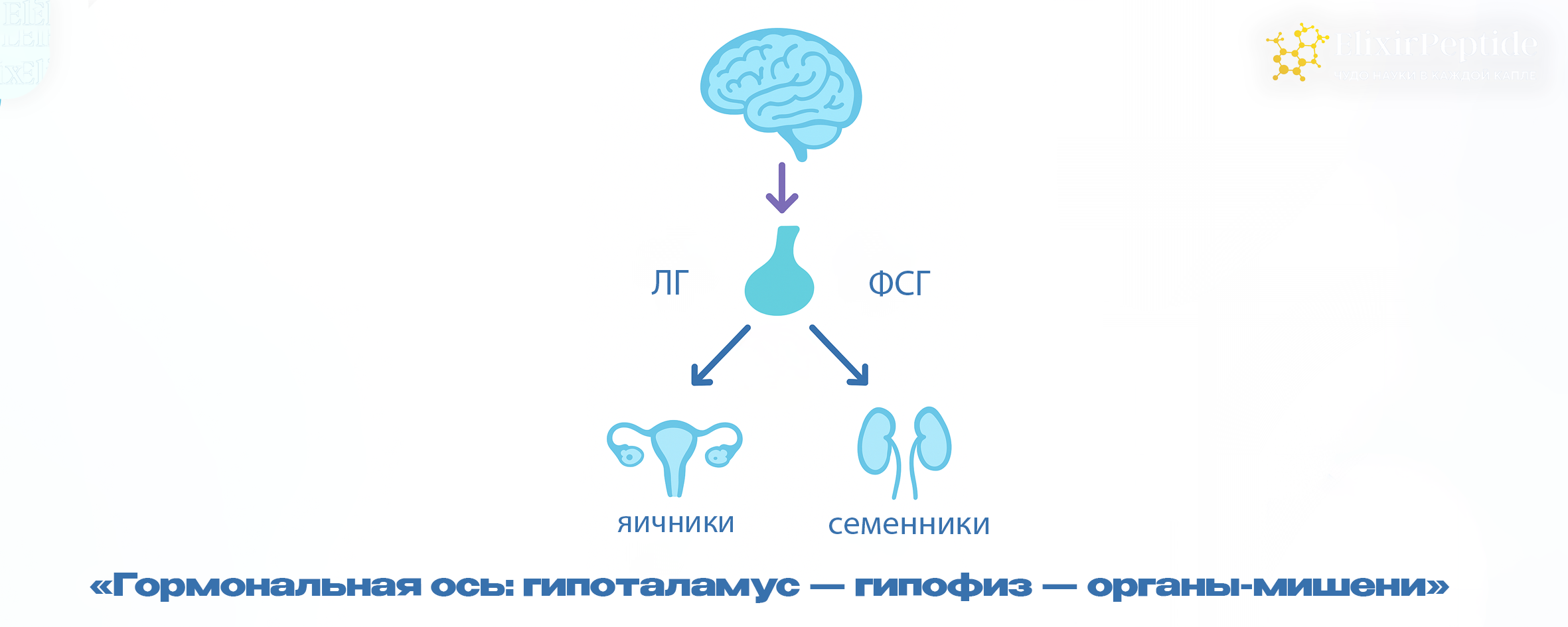 Гормональная ось: гипоталамус — гипофиз — органы-мишени