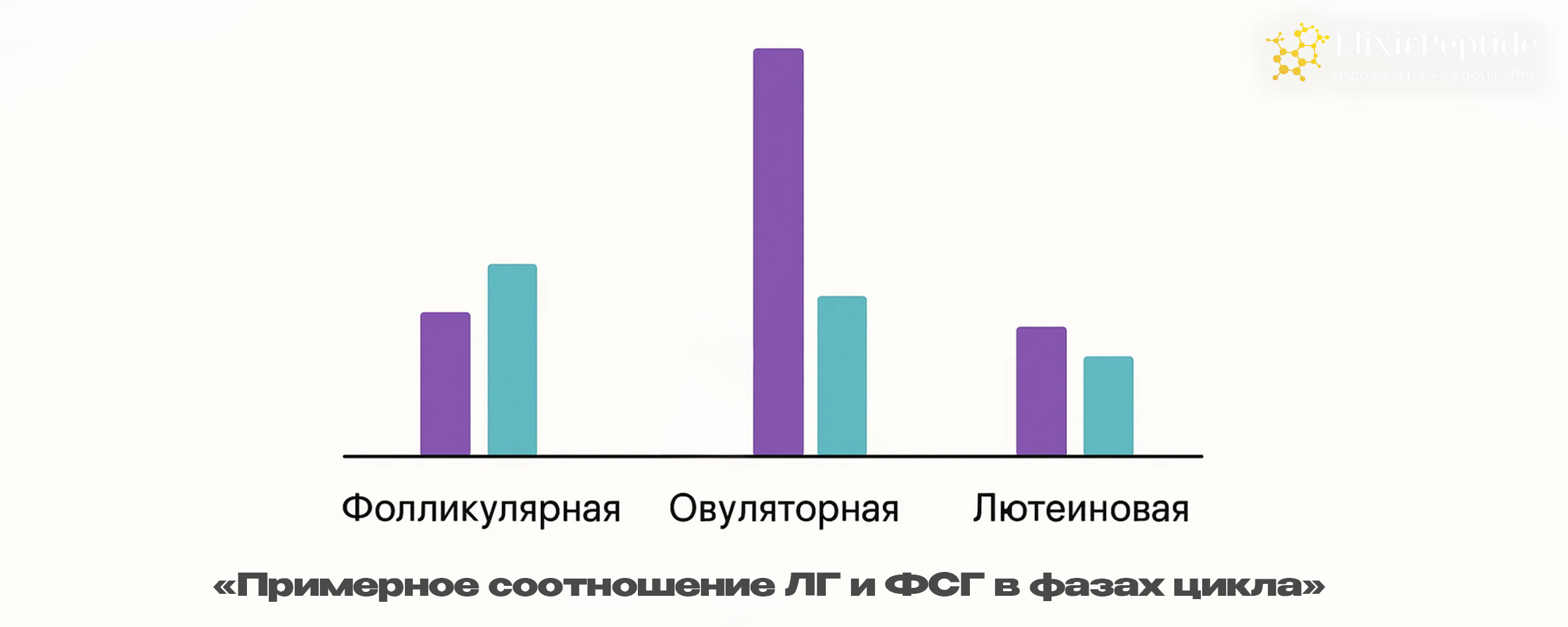 Примерное соотношение ЛГ и ФСГ в фазах цикла