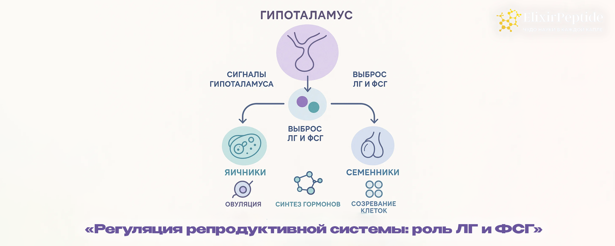 Регуляция репродуктивной системы: роль ЛГ и ФСГ