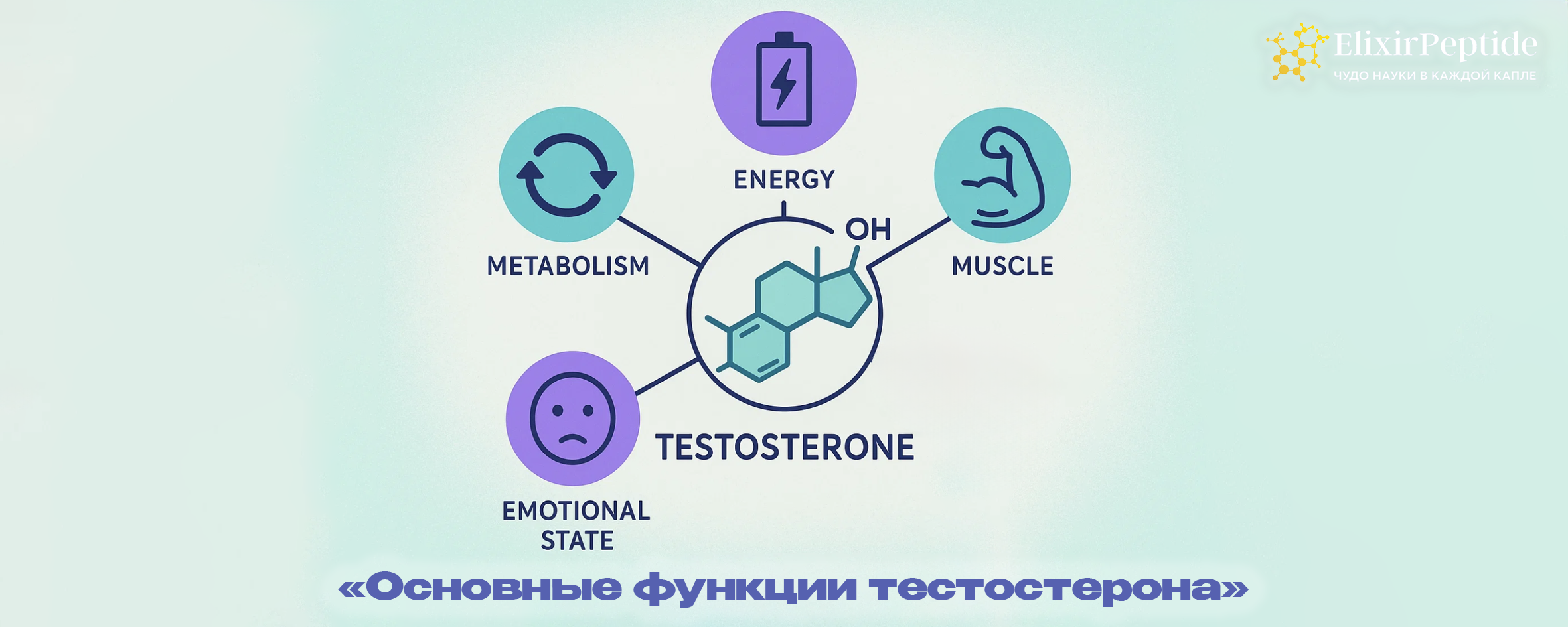 Основные функции тестостерона