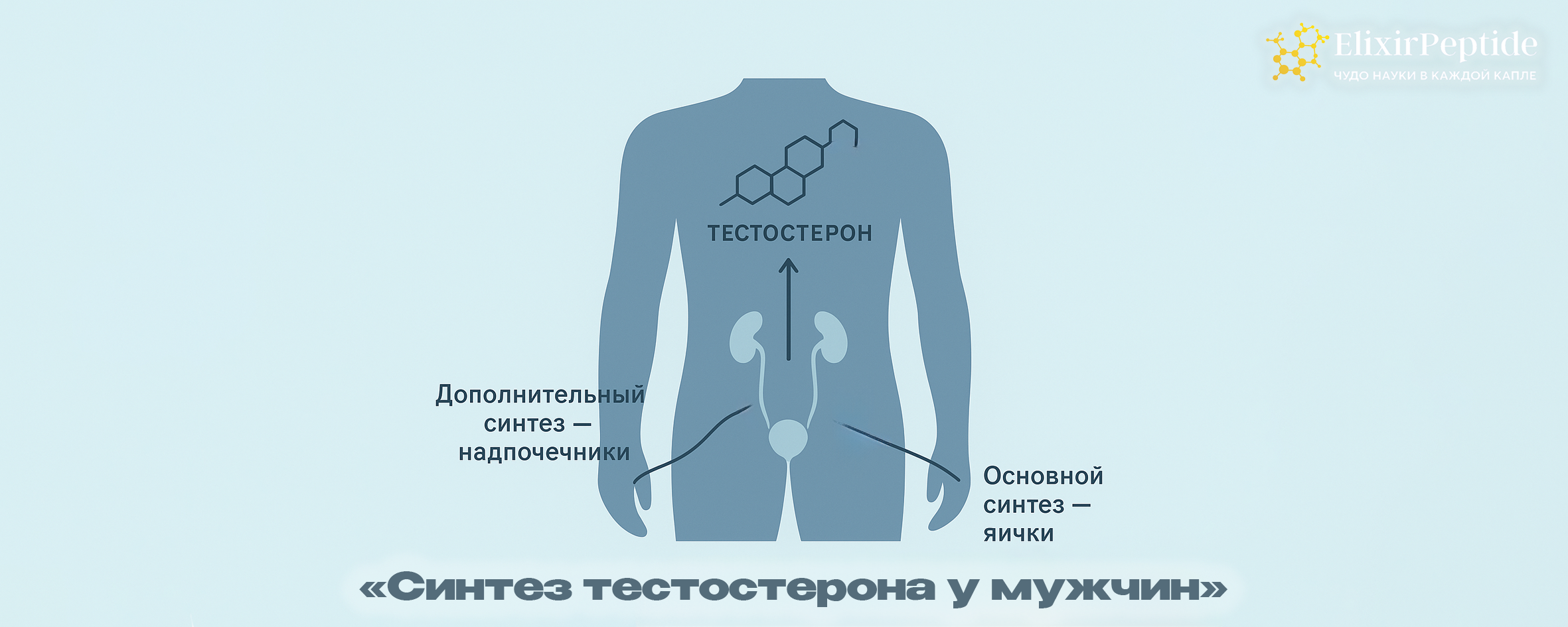 Синтез тестостерона у мужчин