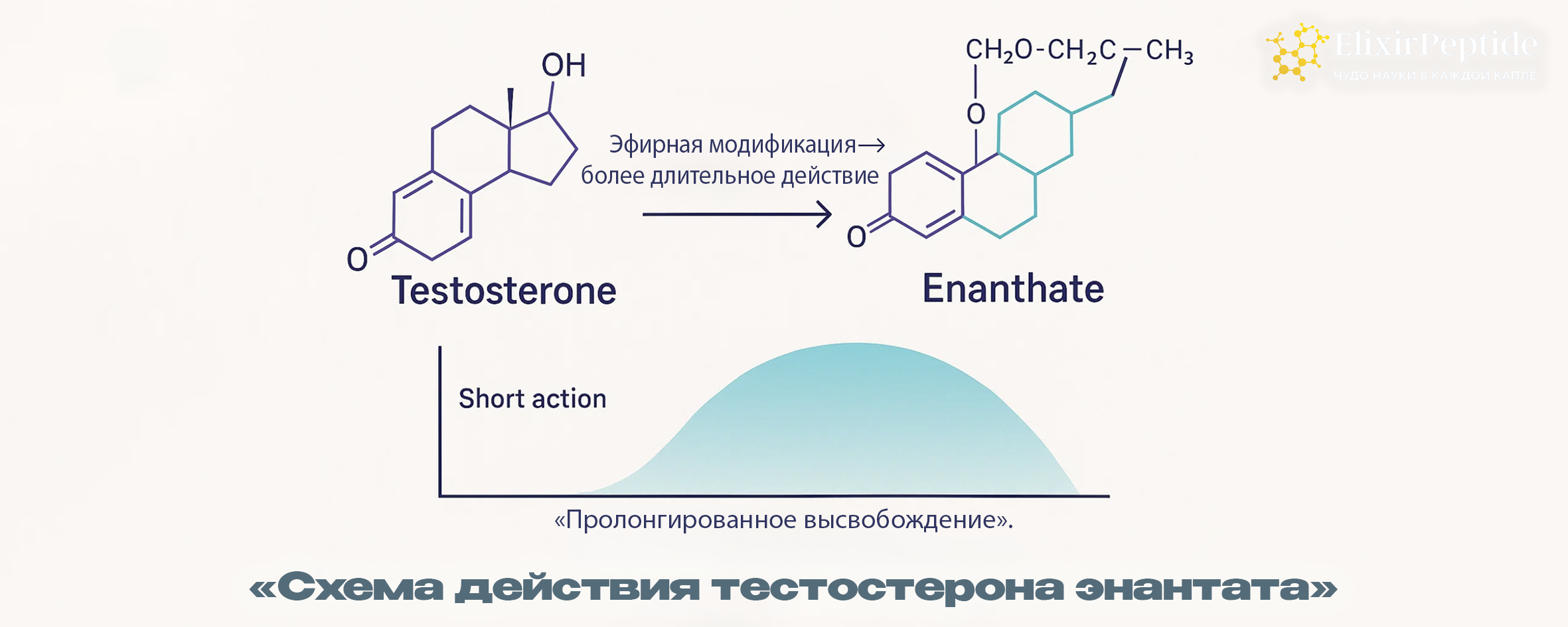 Схема действия тестостерона энантата
