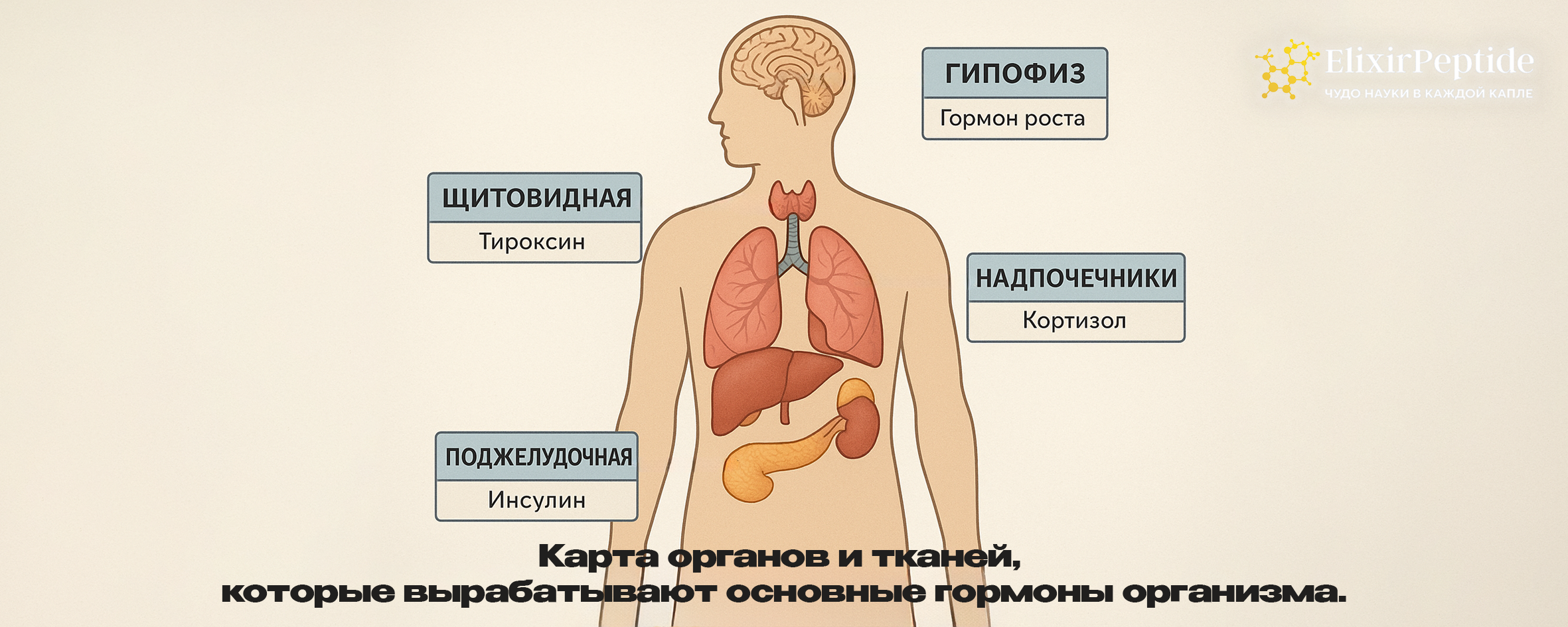 Карта органов и тканей, которые вырабатывают основные гормоны организма