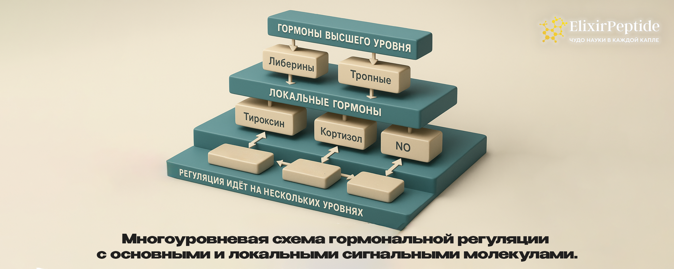 Многоуровневая схема гормональной регуляции с основными и локальными сигнальными молекулами.