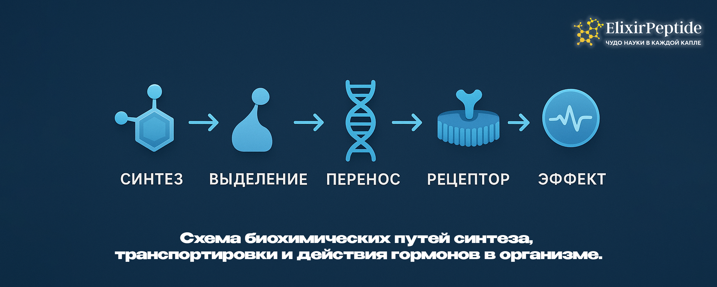 Схема биохимических путей синтеза, транспортировки и действия гормонов в организме