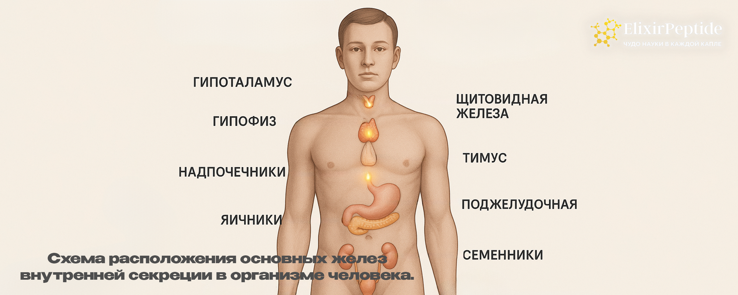 Схема расположения основных желез внутренней секреции в организме человека