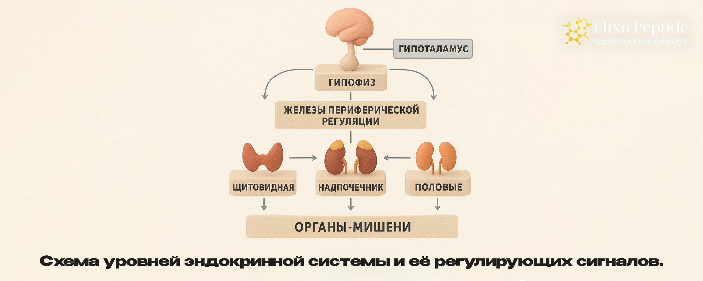 Схема уровней эндокринной системы и её регулирующих сигналов