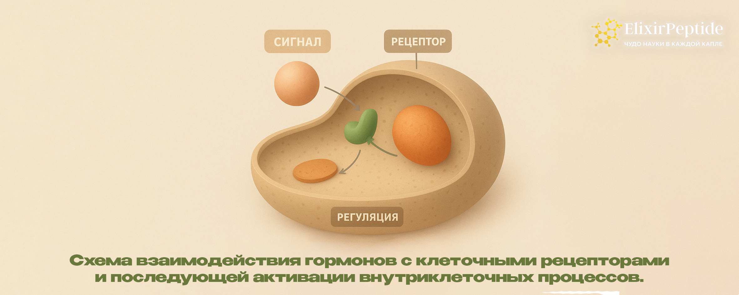 Схема взаимодействия гормонов с клеточными рецепторами и последующей активации внутриклеточных процессов.