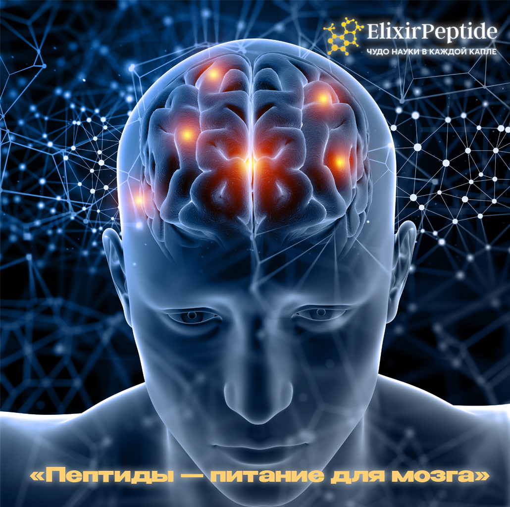 Пептиды — питание для мозга